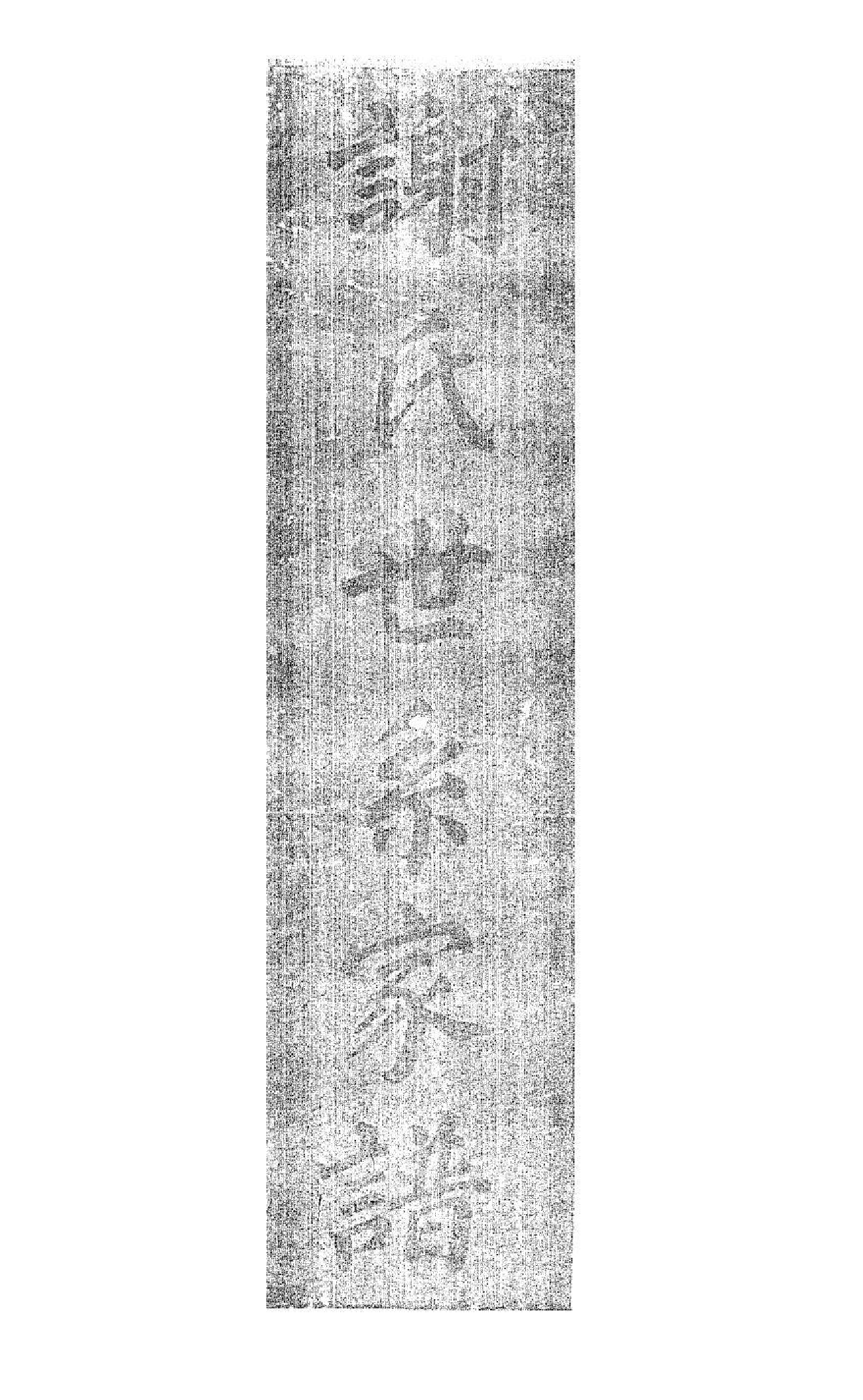 1965谢氏世系家谱_001_第2页